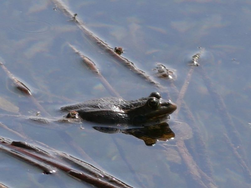 (Photo: A frog - though not the rare, painted species - swims through the Aammiq waterways. Credit: Phil Good.)