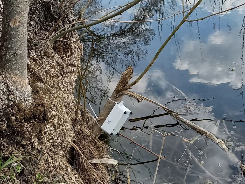 (Photo: A recording device is tied to a branch near water. Credit: Phil Good.)